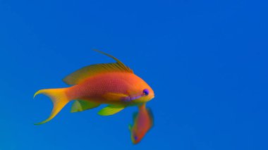 Sea goldie or scalefin anthias (Pseudanthias squamipinnis) undersea, Red Sea, Egypt, Sharm El Sheikh, Montazah Bay clipart