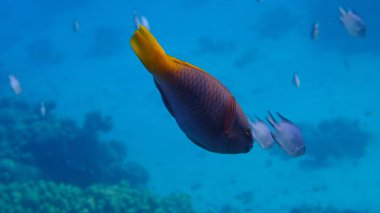 Rusty parrotfish (Scarus ferrugineus) female undersea, Red Sea, Egypt, Sharm El Sheikh, Montazah Bay clipart