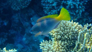 Paslı papağan balığı (Scarus ferrugineus) kadın denizaltı, Kızıl Deniz, Mısır, Sharm El Sheikh, Montazah Körfezi