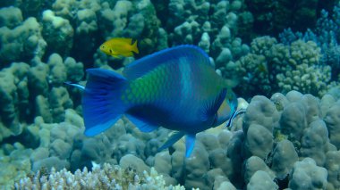 Paslı papağan balığı (Scarus ferrugineus) denizaltı, Kızıl Deniz, Mısır, Sharm El Sheikh, Montazah Körfezi
