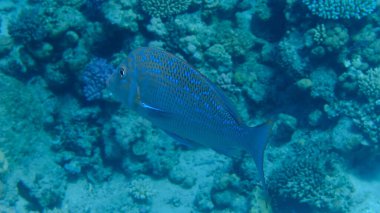 Gökyüzü İmparatoru veya Mahsena (Lethrinus mahsena) denizaltı, Kızıl Deniz, Mısır, Sharm El Sheikh, Montazah Körfezi