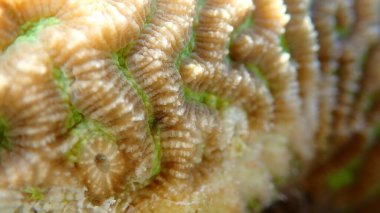 Küçük vadi mercanı (Platygyra lamellina) aşırı yakın deniz altı, Kızıl Deniz, Mısır, Sharm El Sheikh, Montazah Körfezi