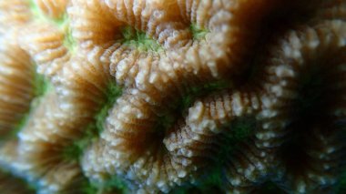 Küçük vadi mercanı (Platygyra lamellina) aşırı yakın deniz altı, Kızıl Deniz, Mısır, Sharm El Sheikh, Montazah Körfezi