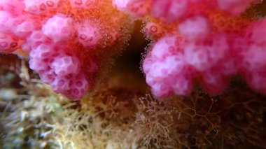 Rasp coral or cauliflower coral, knob-horned coral (Pocillopora verrucosa) extreme close-up undersea, Red Sea, Egypt, Sharm El Sheikh, Montazah Bay clipart