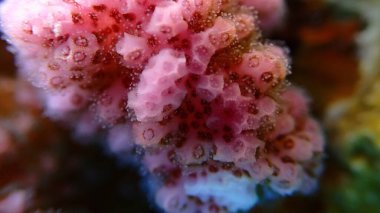 Rasp mercanı veya karnabahar mercanı, tokmak boynuzlu mercan (Pocillopora verrucosa) aşırı yakın deniz altı, Kızıl Deniz, Mısır, Sharm El Sheikh, Montazah Körfezi