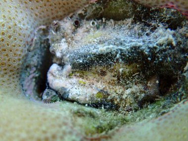 Bivalf yumuşakçaları (kimlik tespiti imkansız) denizaltı, Kızıl Deniz, Mısır, Sharm El Sheikh, Montazah Körfezi