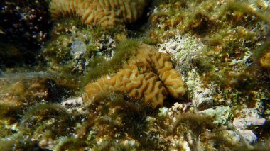 Küçük vadi mercanı (Platygyra daedalea) denizaltı, Kızıl Deniz, Mısır, Sharm El Sheikh, Montazah Körfezi