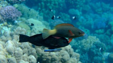 Bridled parrotfish (Scarus frenatus) female undersea, Red Sea, Egypt, Sharm El Sheikh, Montazah Bay clipart