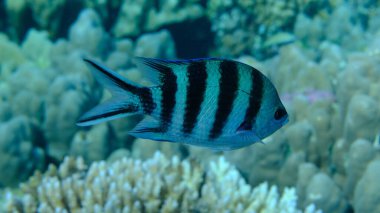 Deniz altı, Kızıldeniz, Mısır, Sharm El Sheikh, Montazah Körfezi