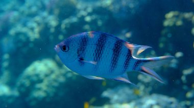 Deniz altı, Kızıldeniz, Mısır, Sharm El Sheikh, Montazah Körfezi