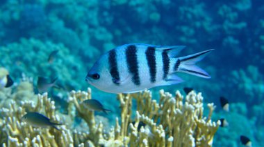 Deniz altı, Kızıldeniz, Mısır, Sharm El Sheikh, Montazah Körfezi