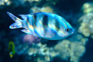 Deniz altı, Kızıldeniz, Mısır, Sharm El Sheikh, Montazah Körfezi