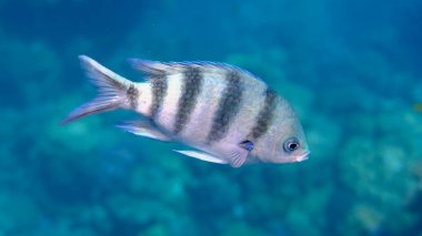 Deniz altı, Kızıldeniz, Mısır, Sharm El Sheikh, Montazah Körfezi