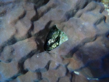 Bivalf yumuşakçaları (kimlik saptaması imkansız) ve mercan kamburu (poritler sp.) Denizaltı, Kızıldeniz, Mısır, Sharm El Sheikh, Montazah Körfezi