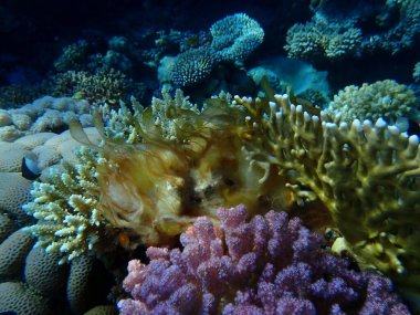 Clump of Cyanobacteria (Cyanobacterium) formerly called blue-green algae (Cyanophyta) or red slime algae undersea, Red Sea, Egypt, Sharm El Sheikh, Montazah Bay clipart