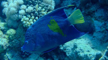 Yellowbar melek balığı (Pomacanthus maculosus) denizaltı, Kızıl Deniz, Mısır, Sharm El Sheikh, Montazah Körfezi