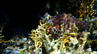 Rasp mercanı (Pocillopora verrucosa) ve ramimize edilmiş ateş mercanı (Millepora dichotoma) denizaltı, Kızıl Deniz, Mısır, Sharm El Sheikh, Montazah Körfezi