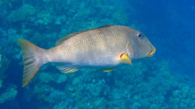 Yellowlip imparatoru (Lethrinus xanthochilus) denizaltı, Kızıl Deniz, Mısır, Sharm El Sheikh, Montazah Körfezi