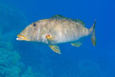 Yellowlip imparatoru (Lethrinus xanthochilus) denizaltı, Kızıl Deniz, Mısır, Sharm El Sheikh, Montazah Körfezi