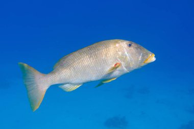 Yellowlip imparatoru (Lethrinus xanthochilus) denizaltı, Kızıl Deniz, Mısır, Sharm El Sheikh, Montazah Körfezi