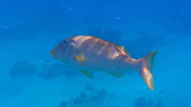 Yellowlip imparatoru (Lethrinus xanthochilus) denizaltı, Kızıl Deniz, Mısır, Sharm El Sheikh, Montazah Körfezi