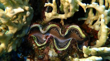 Büyük deniz tarağı (Tridacna maxima) denizaltı, Kızıl Deniz, Mısır, Sharm El Sheikh, Montazah Körfezi