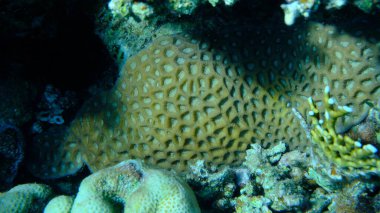 Taşlı mercan favori denizaltı, Kızıldeniz, Mısır, Sharm El Sheikh, Montazah Körfezi