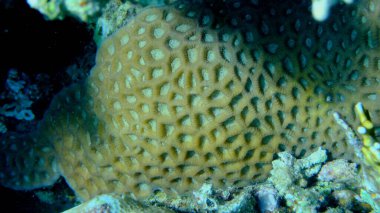 Taşlı mercan favori denizaltı, Kızıldeniz, Mısır, Sharm El Sheikh, Montazah Körfezi