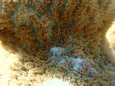 Kızıl ağızlı mantar şakayığı (Rhodactis rodostoma) kolonisi denizaltı, Kızıl Deniz, Mısır, Sharm El Sheikh, Montazah Körfezi