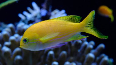 Deniz sarısı veya pulefin anthias (Pseudanthias squamipinnis), Akvaryumda, Monako
