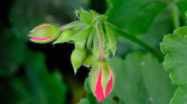 Sardunya çiçeği tomurcuğu yakın plan.