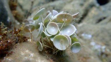 Yeşil algler Acetabularia asetabulum denizaltı, Ege Denizi, Yunanistan, Halkidiki, Pirgos plajı
