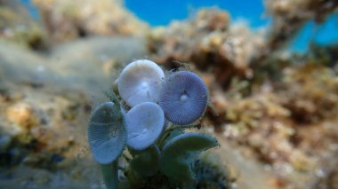 Yeşil algler Acetabularia asetabulum denizaltı, Ege Denizi, Yunanistan, Halkidiki, Pirgos plajı