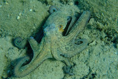 Genel ahtapot (Octopus vulgaris) avı, Ege Denizi, Yunanistan, Halkidiki, Pirgos plajı