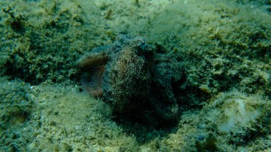 Genel ahtapot (Octopus vulgaris) avı, Ege Denizi, Yunanistan, Halkidiki, Pirgos plajı