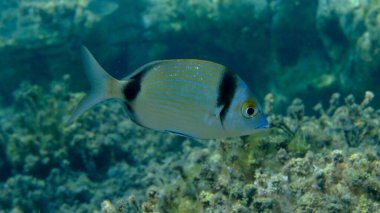 Denizaltı, Ege Denizi, Yunanistan, Halkidiki, Pirgo Sahili, iki bantlı çipura (Diplodus vulgaris)