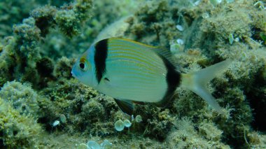 Denizaltı, Ege Denizi, Yunanistan, Halkidiki, Pirgo Sahili, iki bantlı çipura (Diplodus vulgaris)