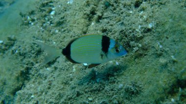 Denizaltı, Ege Denizi, Yunanistan, Halkidiki, Pirgo Sahili, iki bantlı çipura (Diplodus vulgaris)