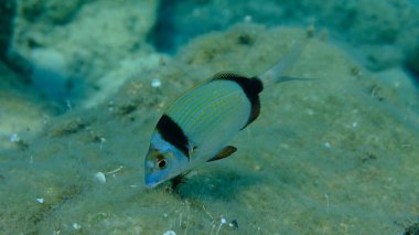 Denizaltı, Ege Denizi, Yunanistan, Halkidiki, Pirgo Sahili, iki bantlı çipura (Diplodus vulgaris)