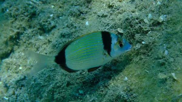 Denizaltı, Ege Denizi, Yunanistan, Halkidiki, Pirgo Sahili, iki bantlı çipura (Diplodus vulgaris)