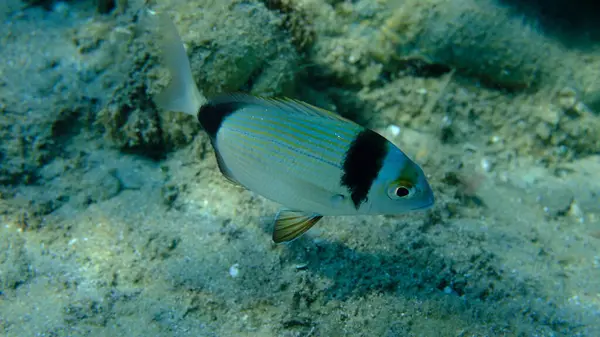 Denizaltı, Ege Denizi, Yunanistan, Halkidiki, Pirgo Sahili, iki bantlı çipura (Diplodus vulgaris)
