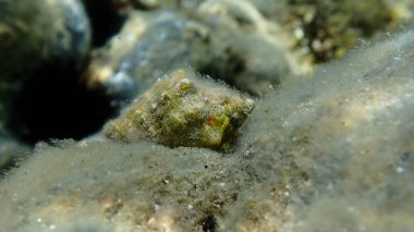 Güney istiridye matkabı veya Redmouth kaya salyangozu (Stramonita haemastoma) deniz altı, Ege Denizi, Yunanistan, Halkidiki, Pirgos plajı