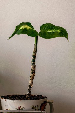 Tencerede küçük bir dieffenbachia filizi var.