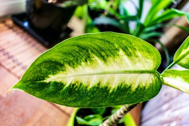 Tencerede küçük bir dieffenbachia filizi var.