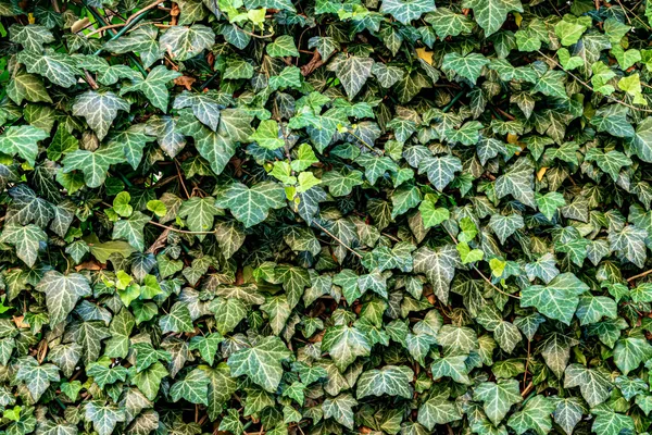 Wall Green Creeping Ivy — Stock Photo, Image