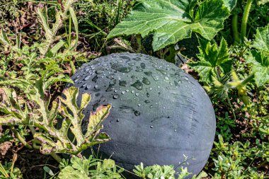 Köyümün bahçesinde olgun bir karpuz