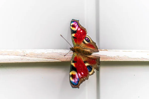 Μια Εικόνα Μιας Πολύχρωμης Πεταλούδας Από Κοντά — Φωτογραφία Αρχείου