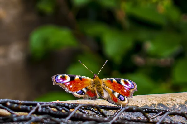 一张色彩斑斓的蝴蝶的照片 — 图库照片