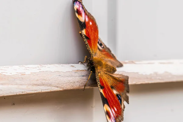 Картина Красочной Бабочки Вблизи — стоковое фото