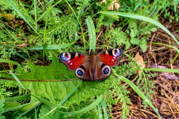 Een Schilderstuk Van Een Kleurrijke Vlinder Dichtbij — Stockfoto